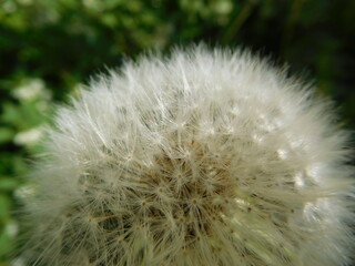 Wall Mural - dandelion head with seeds 