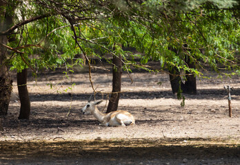 Wall Mural - Young Sand Gazelle calf in wildlife conservation park, Abu Dhabi, United Arab Emirates