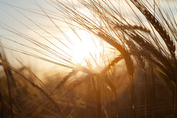 Ears of golden wheat close up.Background of ripening ears of wheat field.