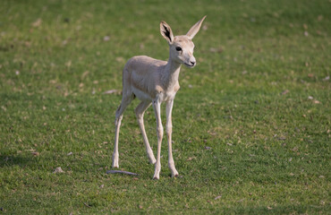 Wall Mural - Young Sand Gazelle calf in wildlife conservation park, Abu Dhabi, United Arab Emirates