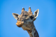 Giraffe Head Close-up Against The Sky