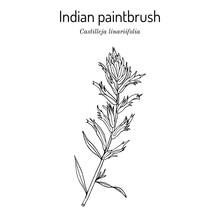 Indian Paintbrush Castilleja Linariaefolia , Official State Flower Of Wyoming