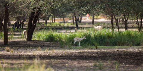 Wall Mural - Sand Gazelle in wildlife conservation park, Abu Dhabi, United Arab Emirates