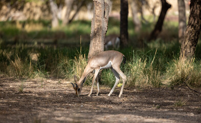 Wall Mural - Sand Gazelle in wildlife conservation park, Abu Dhabi, United Arab Emirates