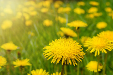 Yellow dandelions on the meadow in sunlight