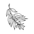Doodle branch of a bay leaf on a white background.The vector branch can be used for menus,restaurants ,postcards, and textiles.