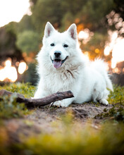 Adorable White Swiss Shepherd Dog Lying On Grass In Nature