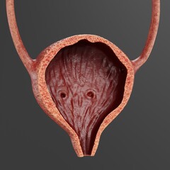 Wall Mural - Realistic 3D Render of Urinary Tract