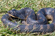 Closeup shot of an eastern hognose snake on a forest floor