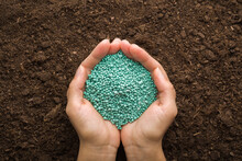 Young Adult Woman Palms Holding Green Complex Fertiliser Granules On Dark Soil Background. Product For Root Feeding Of Vegetables, Flowers And Plants. Closeup. Point Of View Shot. Top Down View.