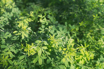 Wall Mural - Green background of acacia plant leaves, tender greens, light green fresh foliage in spring or summer