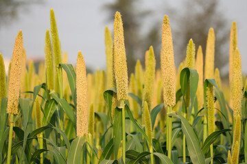 Cultivation pearls millet fields,millet fields,the crop is know as Bajri Agriculture,agriculture concept,fields of pearl millets ( bajra ) in southeast Asia