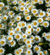© artfoto53 - daisies bloomed in the spring in Bulgaria