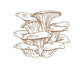 Poster - Outlined oyster mushrooms or fungi. Bunch of pleurotus ostreatus drawn in vintage style. Forest edible fungi. Contoured handdrawn graphic vector illustration isolated on white background