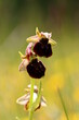 Bienenragwurz, Wilde Orchidee, Baden-Württemberg