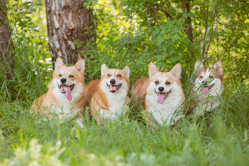 group of welsh corgi dogs on a summer walk in the grass