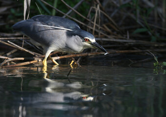 The black-crowned night heron (Nycticorax nycticorax) is filmed sitting in a tree and hunting fish in the water. Very close-up photo