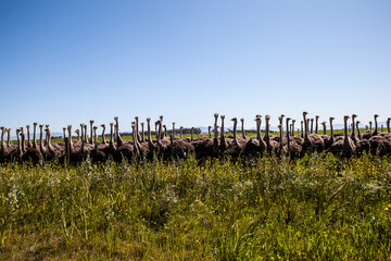 A group of ostriches on a South African farm.