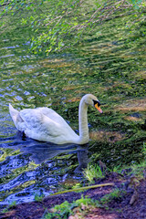 Wall Mural - Swan swimming across Virginia waters - UK