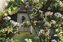 Ficedula Hypoleuca At A Bird Box In An Apple Tree.