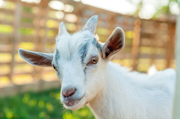 Portrait of a cute goat