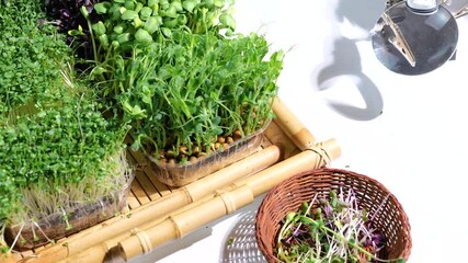 Wall Mural - Assortment of different types of healthy organic raw sprouts microgreens