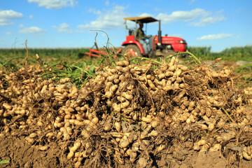 Wall Mural - Farmers use agricultural machinery to harvest peanuts