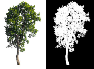 Poster - Green tree isolated on white background with post cut out original background and white background replaced for easy to selection with clippings path inside, alpha channel for make brush and selection