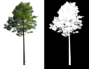 Poster - Green tree isolated on white background with post cut out original background and white background replaced for easy to selection with clippings path inside, alpha channel for make brush and selection