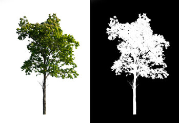Poster - Green tree isolated on white background with post cut out original background and white background replaced for easy to selection with clippings path inside, alpha channel for make brush and selection