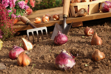 Canvas Print - Plantation de bulbes de tulipes et de jacinthes en automne