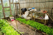 Greenhouse, Inside A Lot Of Garden Tools And Seedlings