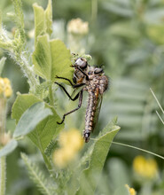 Giant Robber Fly Or Assassin Fly With Loot On Green Grass Background.
