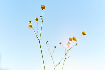 grass with yellow flowers  