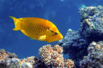 Wall Mural - Female - Slingjaw wrasse (epibulus insidiator)  in the Red Sea 