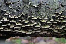 Trichaptum Abietinum, Known As Purplepore Bracket Fungus Or Violet-toothed Polypore, Wild Fungus From Finland