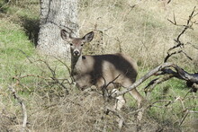 A Mule Deer Doe Roaming The Tehachapi Mountains, In Stallion Springs, California.