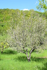 Sticker - weiß blühender Apfelbaum