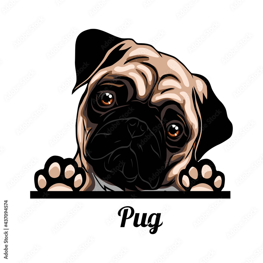 Pug - Color Peeking Dogs - breed face head isolated on white - obrazy, fototapety, plakaty 