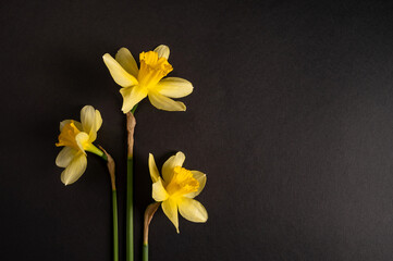 Wall Mural - Composition of flowers. Frame made of colored daffodils flowers on black background. Flat lay, top view, copy space.