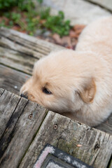 Wall Mural - Golden Retriever Puppies 