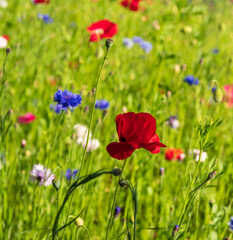  Colourful wild flowers, including poppies and cornflowers, on a roadside verge in Eastcote, West London UK. The Borough of Hillingdon has been planting wild flowers next to roads to support wildlife.