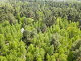 Fototapeta Las - Green forest in spring. Aerial drone view.