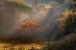Poranna mgła w jesieni i promienie słońca - w środku samotne drzewo