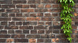 brick wall with green ivy and space for text
