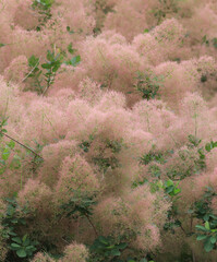 Sticker - bush with flowering pink plant,scumpia tree