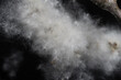 White fluffy cotton from a cottonwood tree.