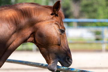 portrait of a horse