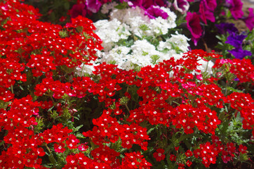 Flowerbed with red Verbena, the flowers are fragrant and are suitable for growing in gardens