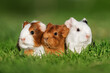 Three little guinea pigs sitting in a row outdoors in summer